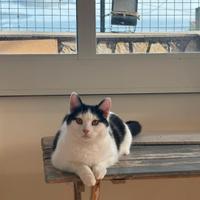 Gattina pallina 8 mesi