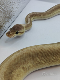 Pitone reale/ball python