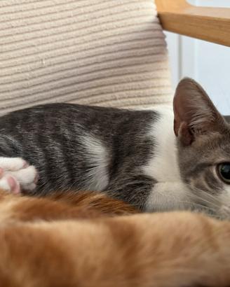 Cuccioli bianchi e grigi