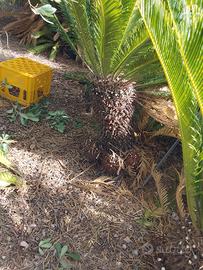 esemplari di cycas in vaso da 40 anni