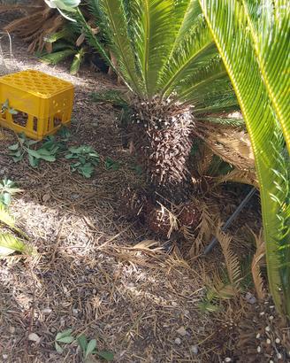 esemplari di cycas in vaso da 40 anni