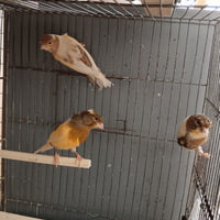 Canarini pezzati 2025