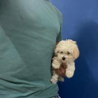 MALTIPOO MINI DISPONIBILI (barboncino toy e malt)