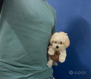 MALTIPOO MINI DISPONIBILI (barboncino toy e malt)