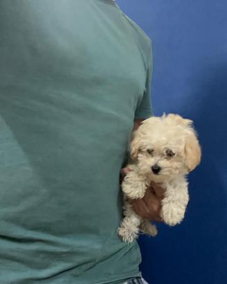 MALTIPOO MINI DISPONIBILI (barboncino toy e malt)