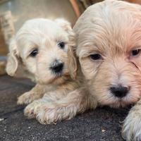 Maltipoo mini