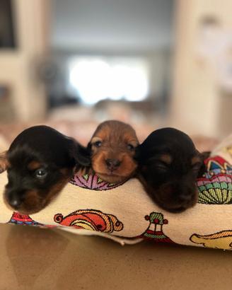 Cagnolini