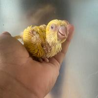 Pappagalli pulli parrocchetti monaci imbecco baby