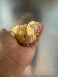 Pappagalli pulli parrocchetti monaci imbecco baby