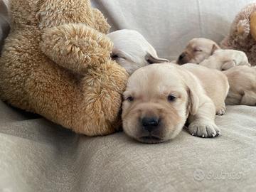 Cuccioli di Labrador retriever con Pedigree Enci