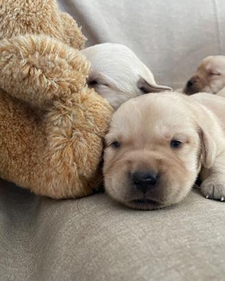 Cuccioli di Labrador retriever con Pedigree Enci