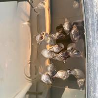 Lumache Lymnaea Stagnalis