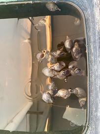 Lumache Lymnaea Stagnalis