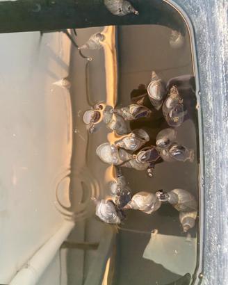 Lumache Lymnaea Stagnalis