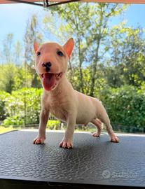Bull terrier miniature