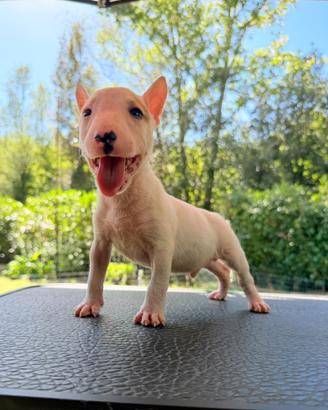 Bull terrier miniature