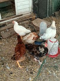 Pulcini e anatroccoli e gallo brahma