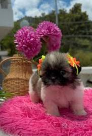 Shitzu cuccioli stupendi