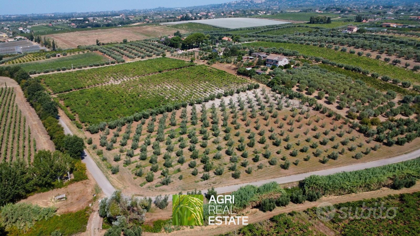 Terreno agricolo 12 ettari con vigneto e uliveto - Vista 4