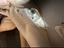 Immagine 5