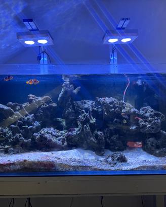 Acquario marino completo 120x50x50 vetro ex/chiaro