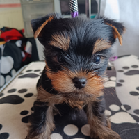 Yorkshire terrier