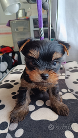 Yorkshire terrier