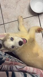 Vendita siberian Husky