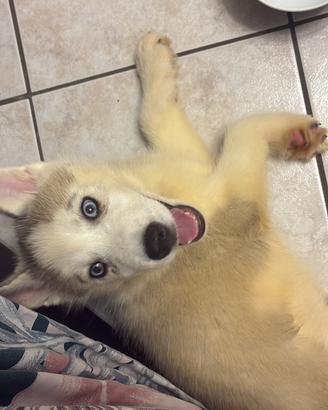 Vendita siberian Husky