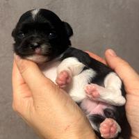 Chihuahua pelo lungo