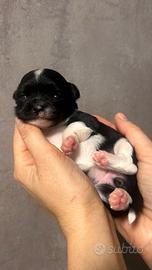 Chihuahua pelo lungo