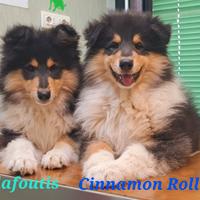 Collie tricolori cuccioli disponibili