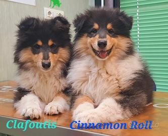 Collie tricolori cuccioli disponibili