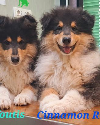 Collie tricolori cuccioli disponibili