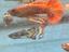 Immagine 6