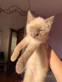 Gattino siamese