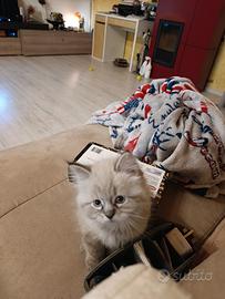 Cuccioli gatto siberiano