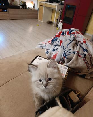 Cuccioli gatto siberiano