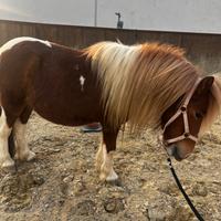 Pony