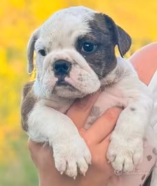 Bulldog inglese cuccioli