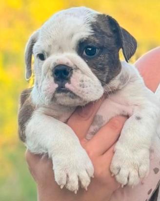 Bulldog inglese cuccioli