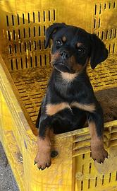 Rottweiler femmina