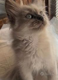 Ragdoll blue Mitted