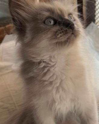 Ragdoll blue Mitted