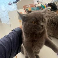 Gattina British short