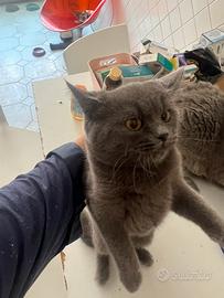 Gattina British short