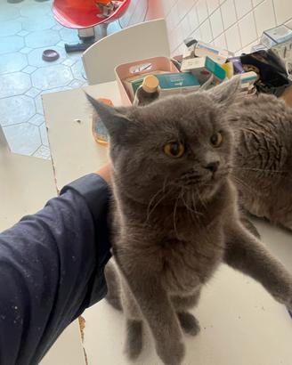 Gattina British short