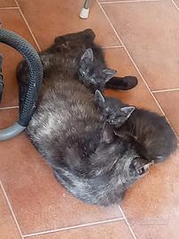 Gattini
