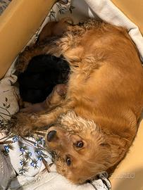 Cuccioli di Cocker fulvi e neri
