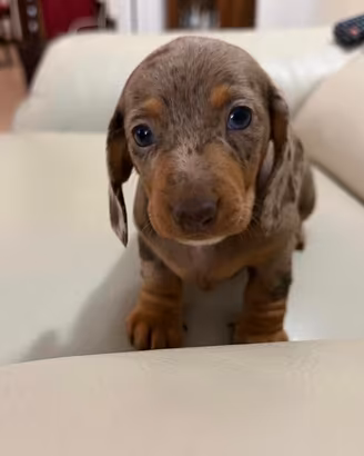 Bassotto arlecchino kaninchen/nano